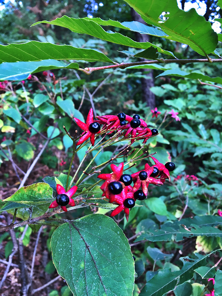 20171004_062213806_iOS.jpg