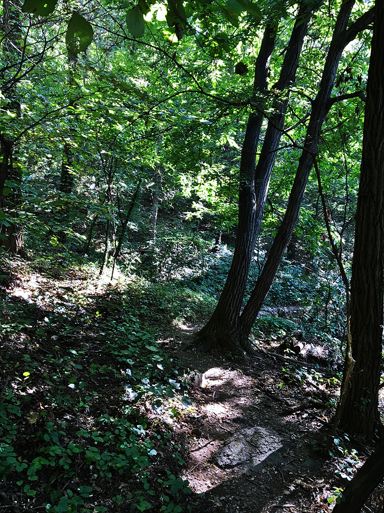 IMG_1610.jpg